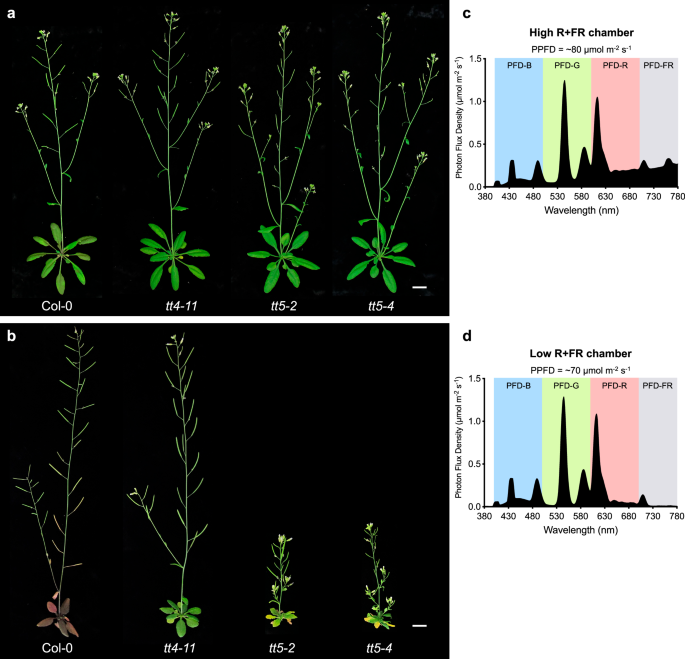 Flavonoid pathway intermediates implicate UVR8 in functions beyond canonical UV-B signaling