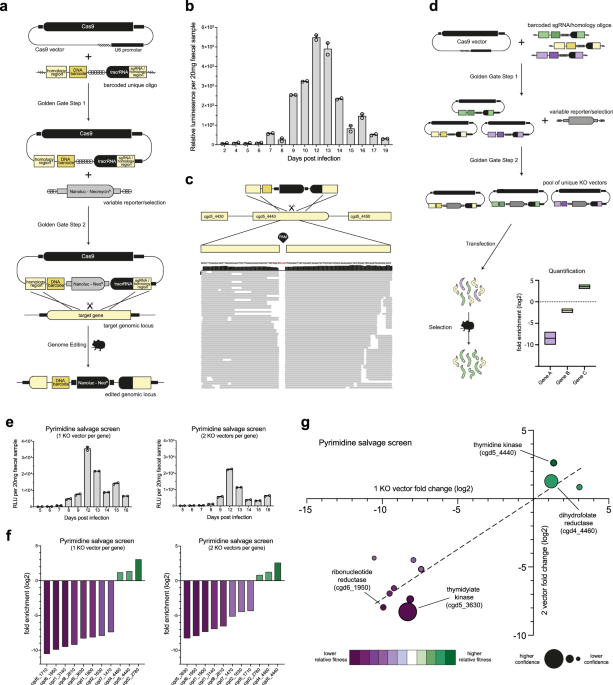 Targeted CRISPR screens reveal genes essential for Cryptosporidium survival in the host intestine