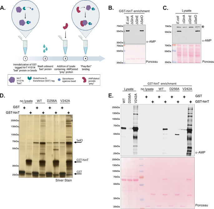 A repurposed AMP binding domain reveals mitochondrial protein AMPylation as a regulator of cellular metabolism