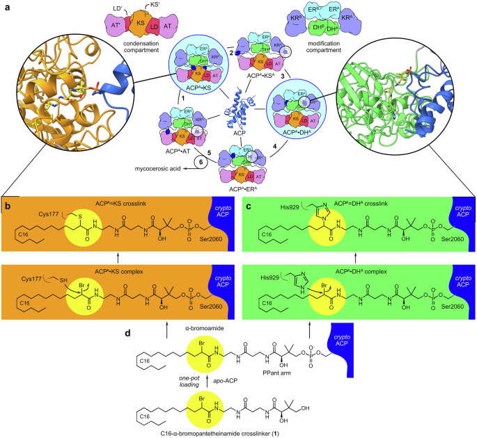 Visualizing acyl carrier protein interactions within a crosslinked type I polyketide synthase