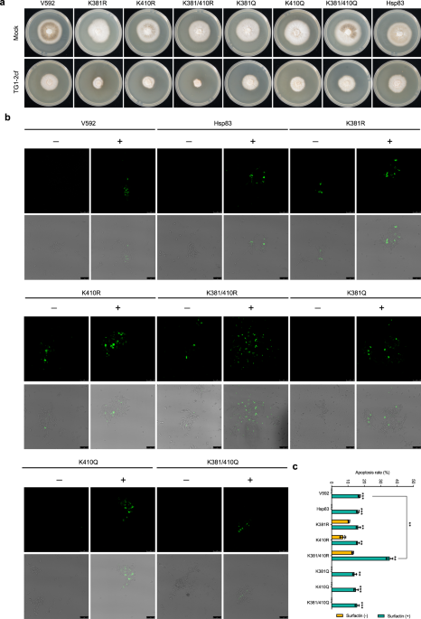 Author Correction: Reduced fungal protein acetylation mediates the antimicrobial activity of a rhizosphere bacterium against a phytopathogenic fungus