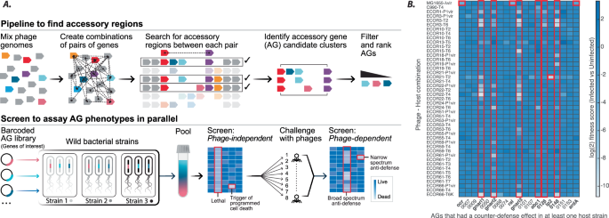 Anti-restriction functions of injected phage proteins revealed by peeling back layers of bacterial immunity