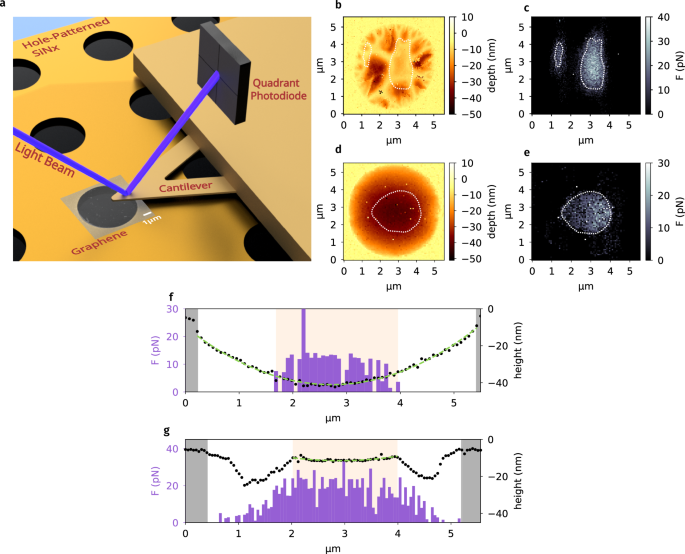 Strong repulsive Lifshitz-van der Waals forces on suspended graphene