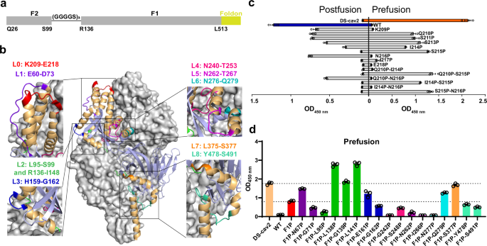 Highly scalable prefusion-stabilized RSV F vaccine with enhanced immunogenicity and robust protection
