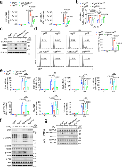 O-GlcNAc transferase plays dual antiviral roles by integrating innate immunity and lipid metabolism