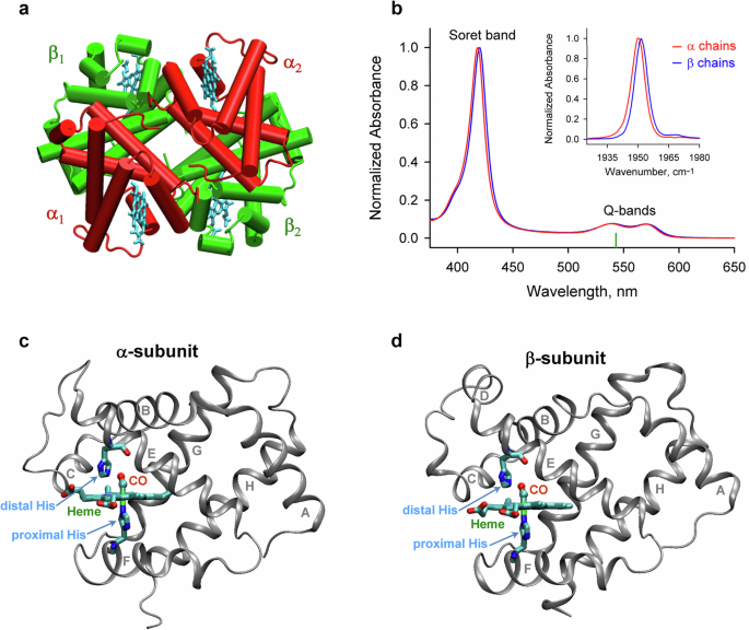 Direct observation of two-channel photodissociation of carbon monoxide from the hemoglobin subunits