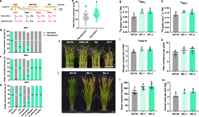 Nature variations of OsNLP4 responsible for nitrogen use efficiency divergence in the two rice subspecies