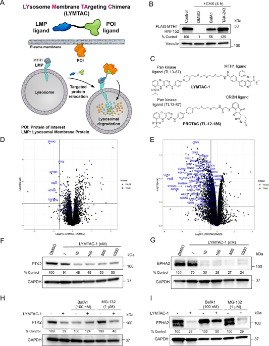 LYMTACs:chimeric small molecules repurpose lysosomal membrane proteins for target protein relocalization and degradation