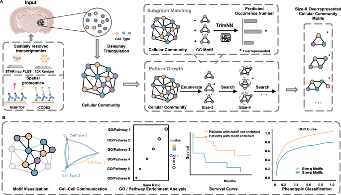 TrimNN: characterizing cellular community motifs for studying multicellular topological organization in complex tissues