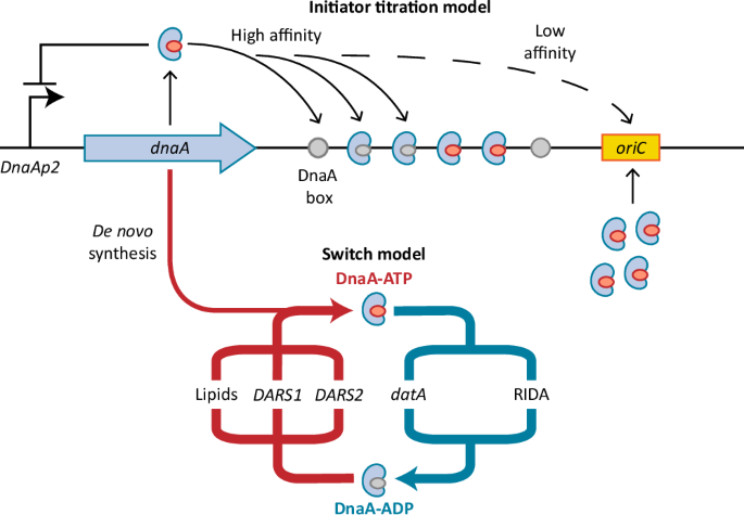 The Escherichia coli replication initiator DnaA is titrated on the chromosome
