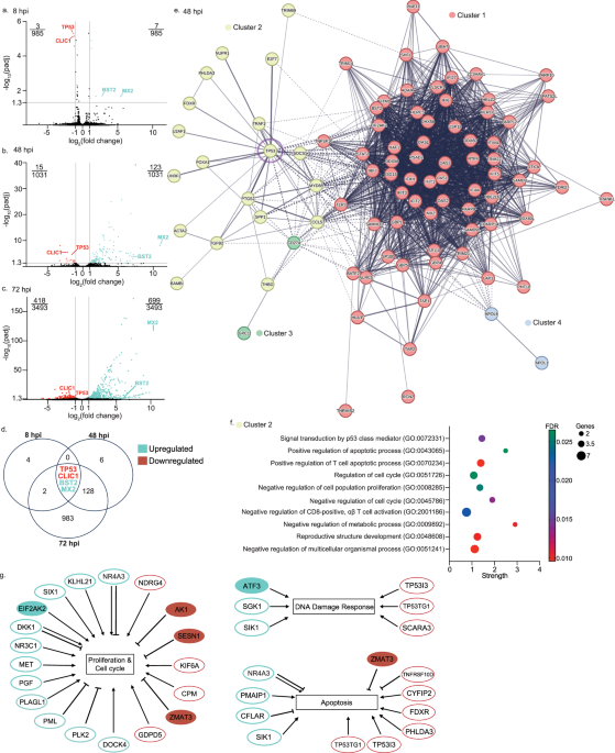 Orientia tsutsugamushi modulates p53, the cell cycle, and genotoxicity to maintain its intracellular niche