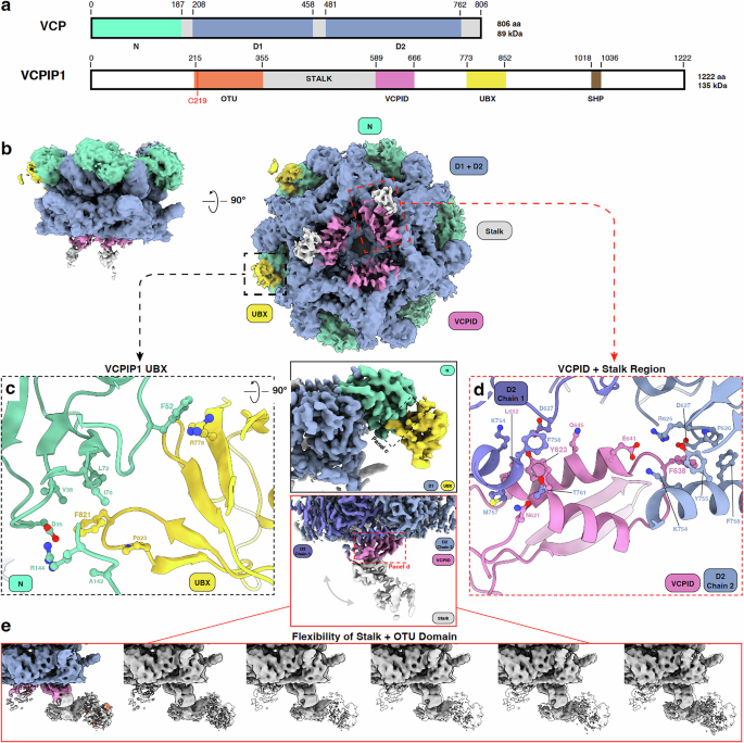 Structural basis of VCP-VCPIP1-p47 ternary complex in Golgi maintenance