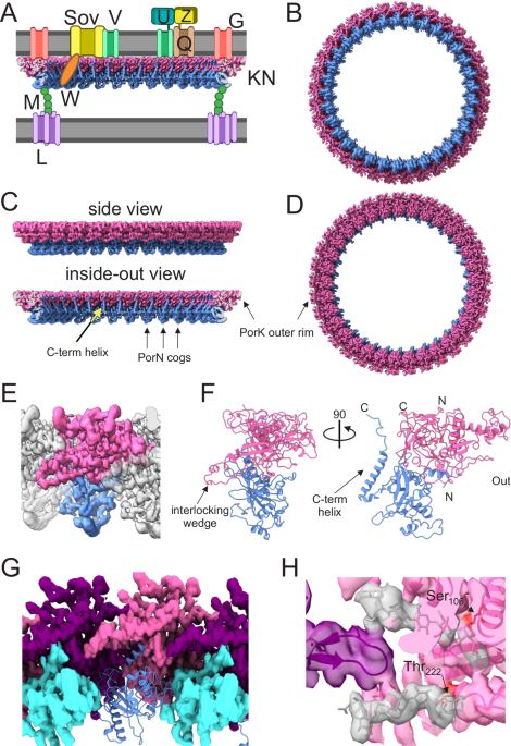 Insights into type IX secretion from PorKN cogwheel structure bound to PorG and attachment complexes