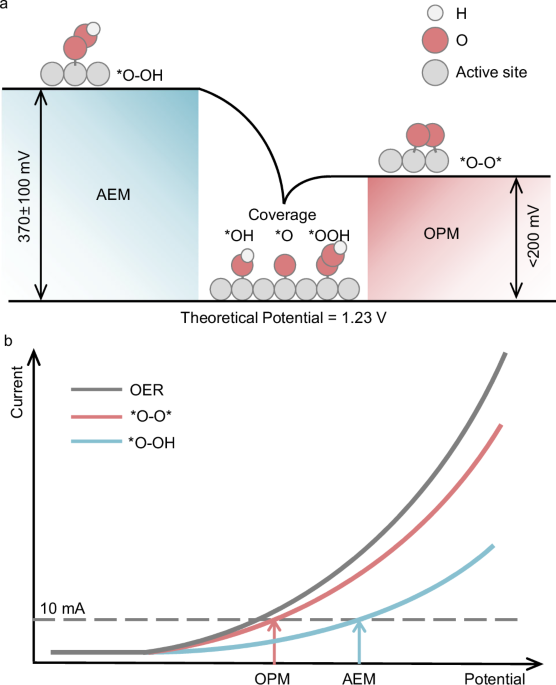 Adsorbed oxygen dynamics at forced convection interface in the oxygen evolution reaction