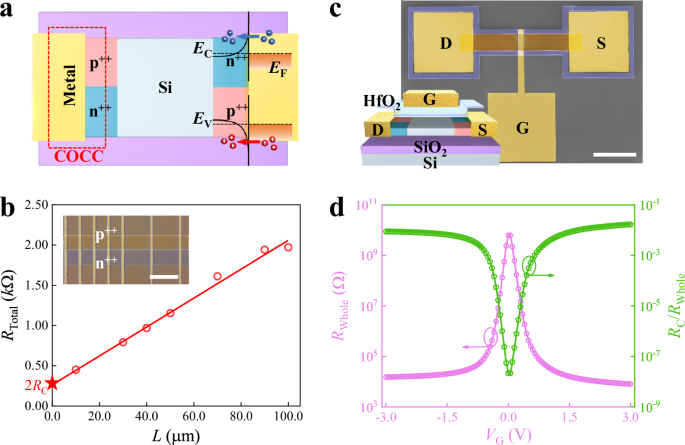 Ambipolar ohmic contact to silicon for high-performance brain-inspired image sensors