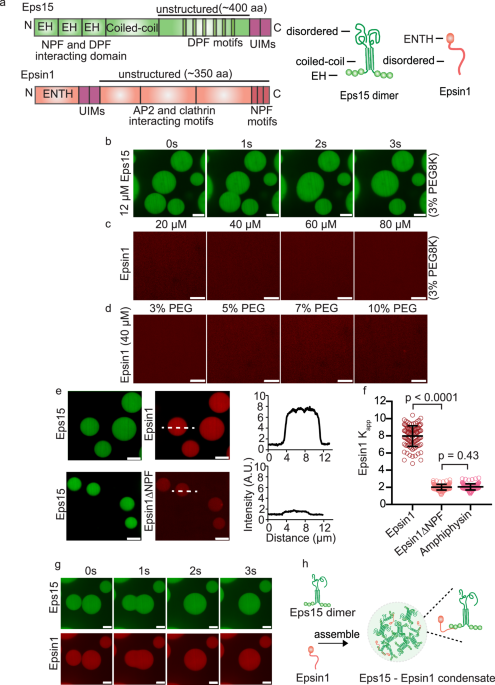 Epsin1 enforces a condensation-dependent checkpoint for ubiquitylated cargo during clathrin-mediated endocytosis