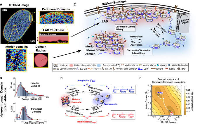 Revealing the biophysics of lamina-associated domain formation by integrating theoretical modeling and high-resolution imaging