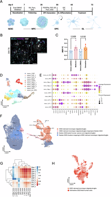Metformin alters mitochondria-related metabolism and enhances human oligodendrocyte function