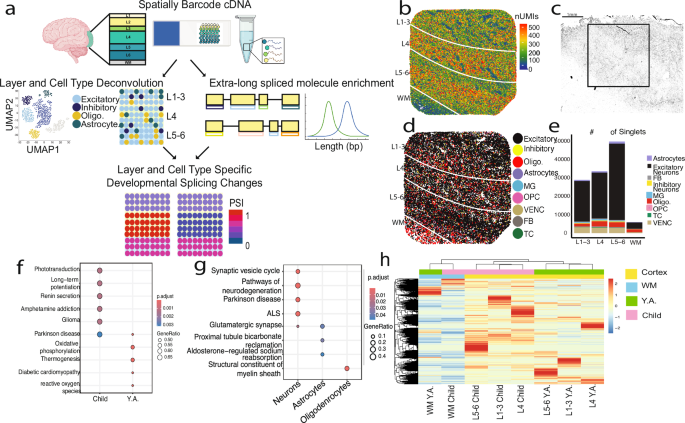 A spatial long-read approach at near-single-cell resolution reveals developmental regulation of splicing and polyadenylation sites in distinct cortical layers and cell types