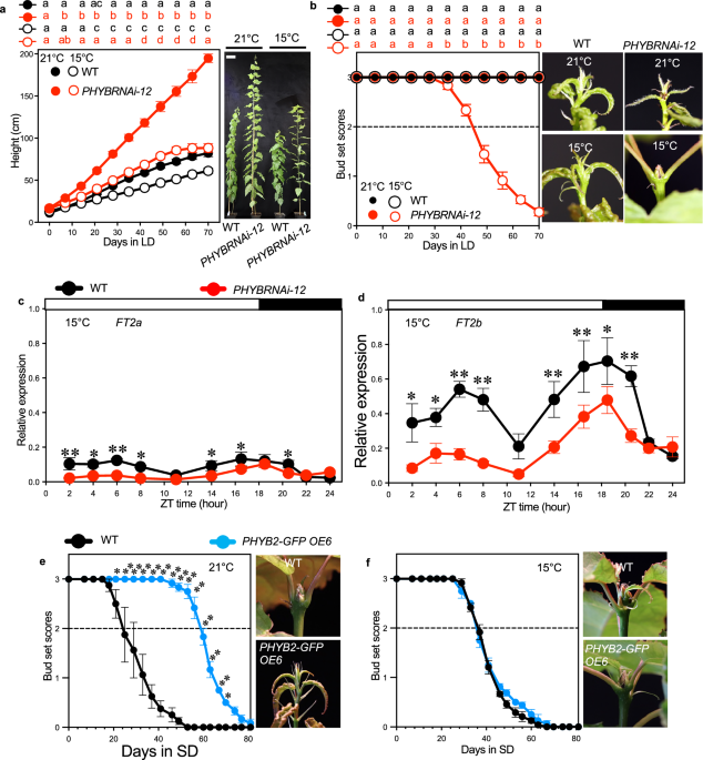 Phytochrome B and phytochrome-interacting-factor4 modulate tree seasonal growth in cold environments