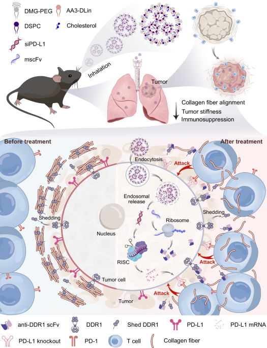 Modulating tumor collagen fiber alignment for enhanced lung cancer immunotherapy via inhaled RNA