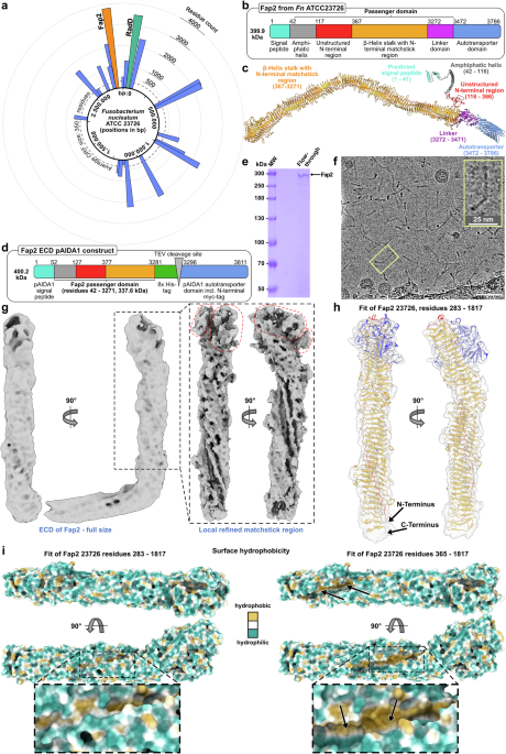 Structural basis of Fusobacterium nucleatum adhesin Fap2 interaction with receptors on cancer and immune cells