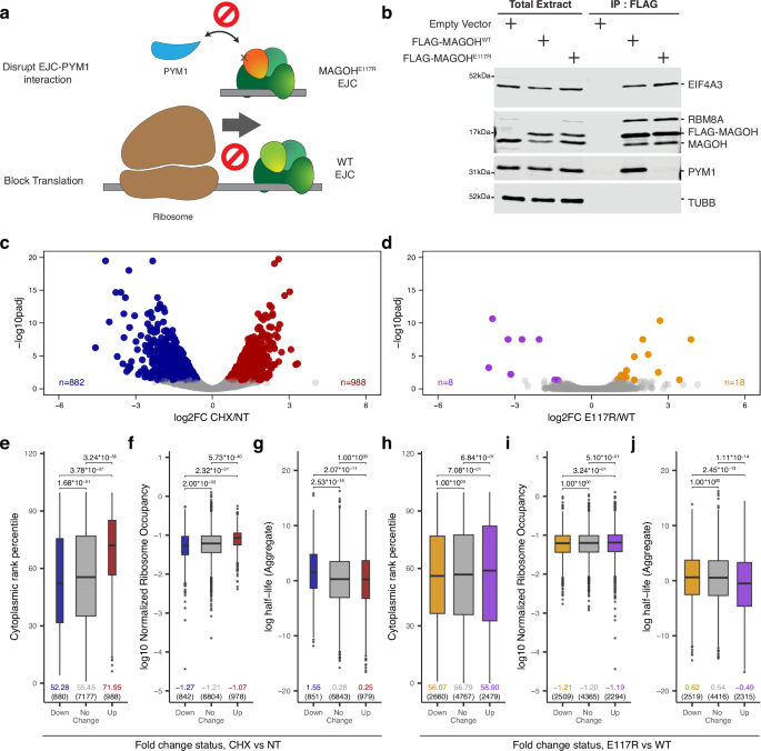 PYM1 limits non-canonical Exon Junction Complex occupancy in a gene architecture dependent manner to tune mRNA expression