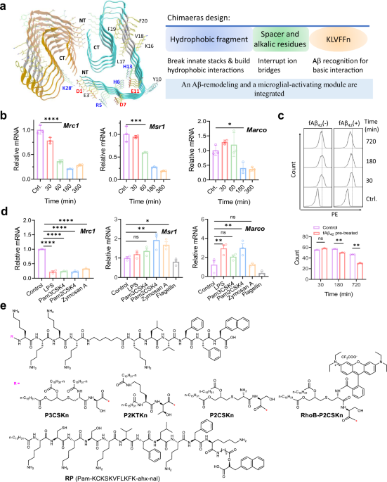 Targeting phagocytosis for amyloid-β clearance: implications of morphology remodeling and microglia activation probed by bifunctional chimaeras