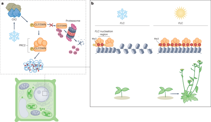 Phosphorylation powers plant Polycomb | Nature Plants