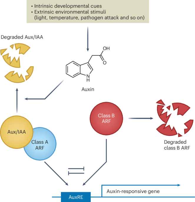 ARF degradation fine-tunes auxin response in land plants