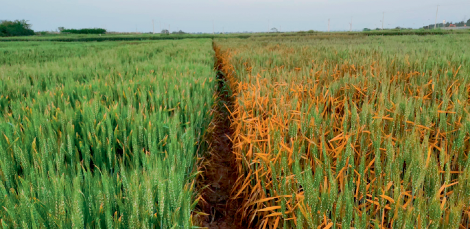 Unlocking yellow rust resistance | Nature Plants