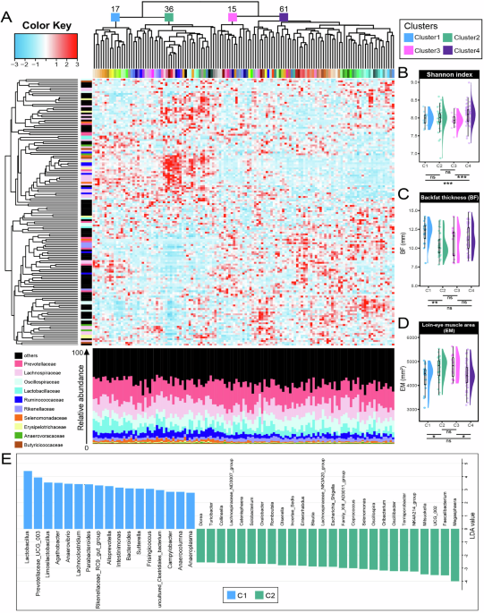 Gut-resident Phascolarctobacterium succinatutens decreases fat accumulation via MYC-driven epigenetic regulation of arginine biosynthesis