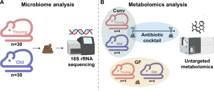 The microbiome is associated with obesity-related metabolome signature in the process of aging