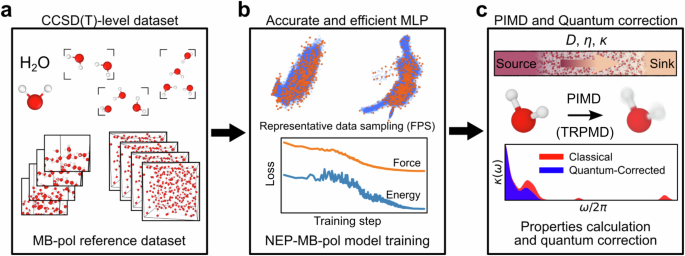 NEP-MB-pol: a unified machine-learned framework for fast and accurate prediction of water’s thermodynamic and transport properties