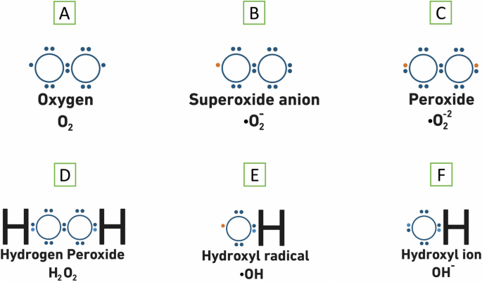 Space-driven ROS in cells: a hidden danger to astronaut health and food safety