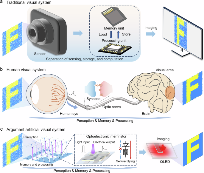 Multifunctional PN optoelectronic synapse and its smart integration towards augmented artificial visual system