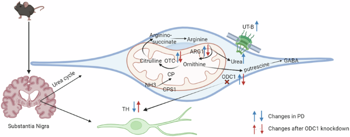Urea cycle dysregulation drives metabolic stress and neurodegeneration in Parkinson’s disease