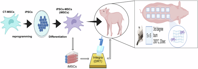 Human iPSCs-derived mesenchymal stem cells promote skin regeneration and burn wound healing