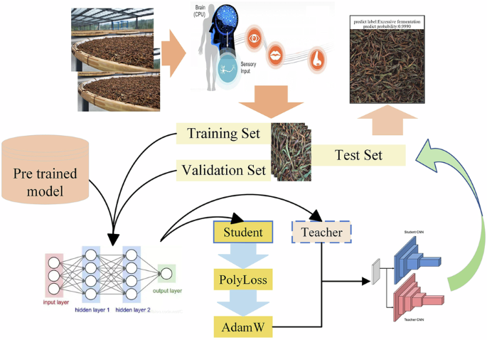 Convolutional neural network based on transfer learning for discriminating the fermentation degree of black tea