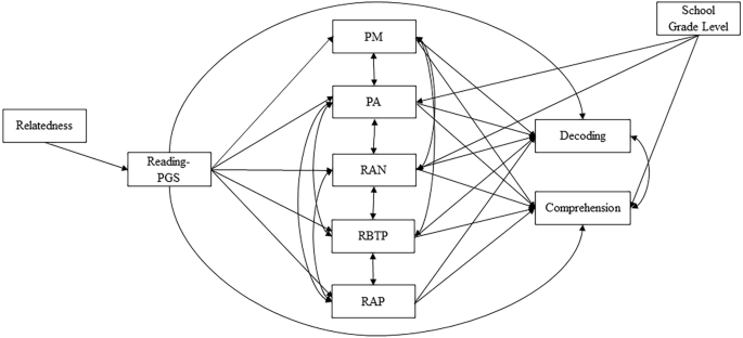 Mediational effects of reading-related intermediate phenotypes from polygenic scores to reading skills
