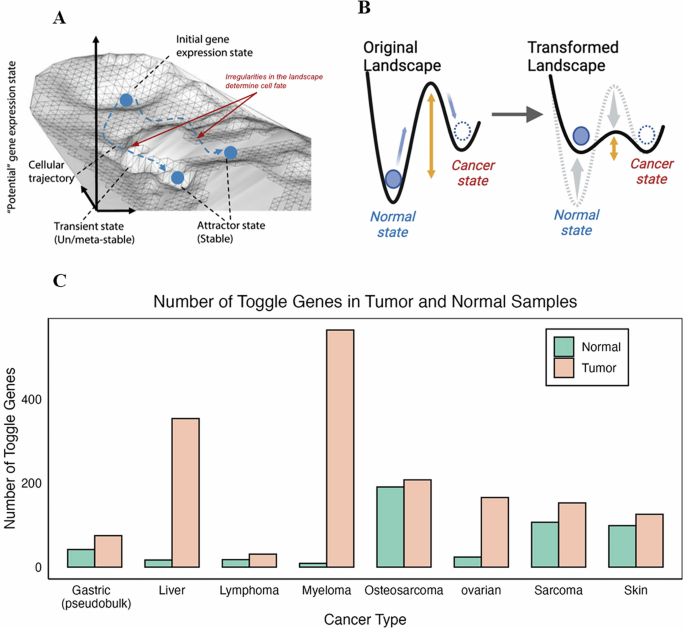 Understanding the role of toggle genes in chronic lymphocytic leukemia proliferation