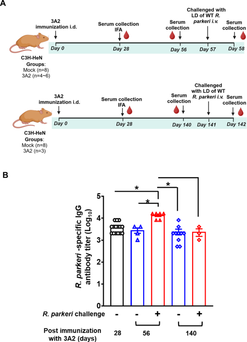 Vaccination-induced neutralizing antibodies in immunocompetent hosts correlate with protection against rickettsiae