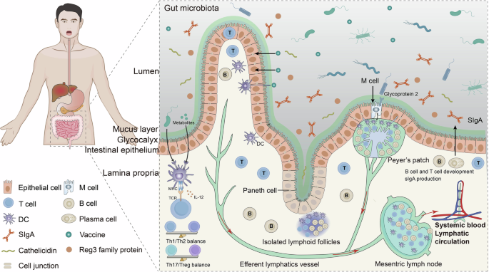 Modulation of oral vaccine efficacy by the gut microbiota