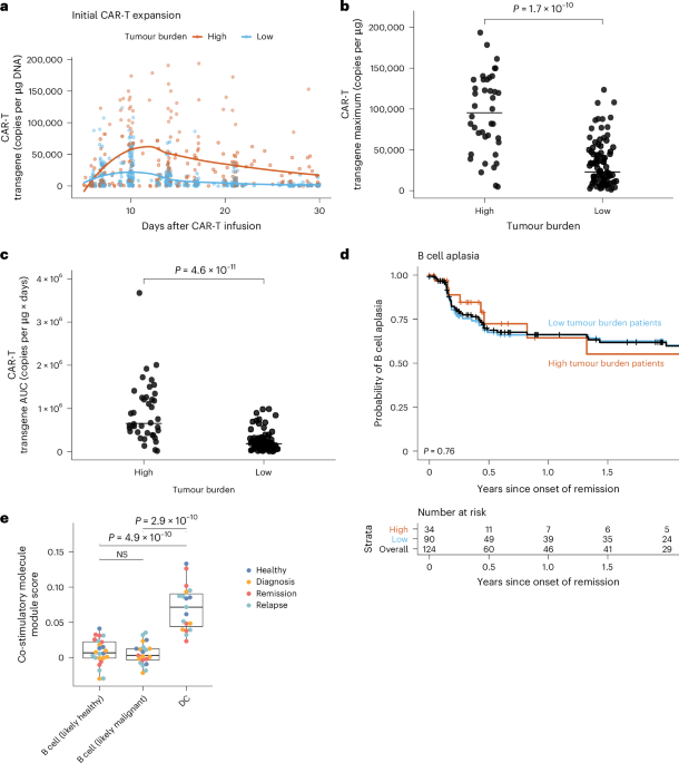 Directed evolution-based discovery of ligands for in vivo restimulation of chimeric antigen receptor T cells