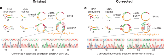 Author Correction: Small circular RNAs as vaccines for cancer immunotherapy