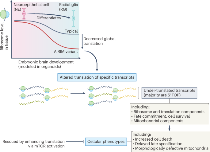 Ribogenesis shaping the brain | Nature Cell Biology