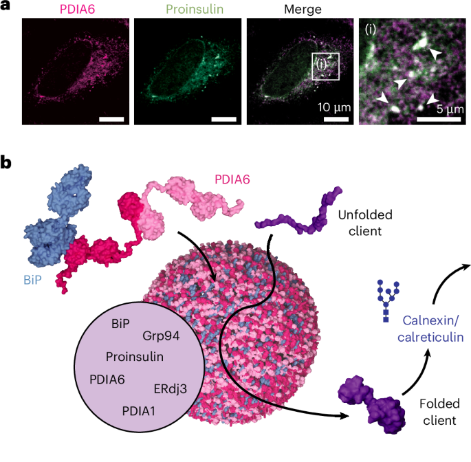 Discovery of a multi-chaperone condensate in the endoplasmic reticulum