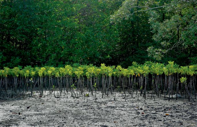 Genetic diversity must be explicitly recognized in ecological restoration
