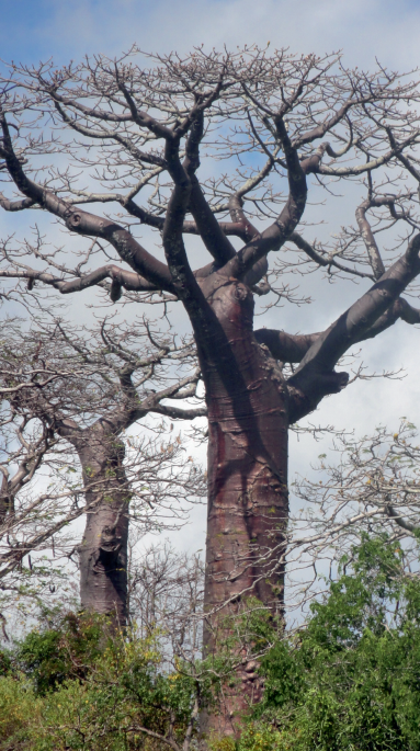 Baobab (Adansonia suarezensis) | Nature Ecology & Evolution