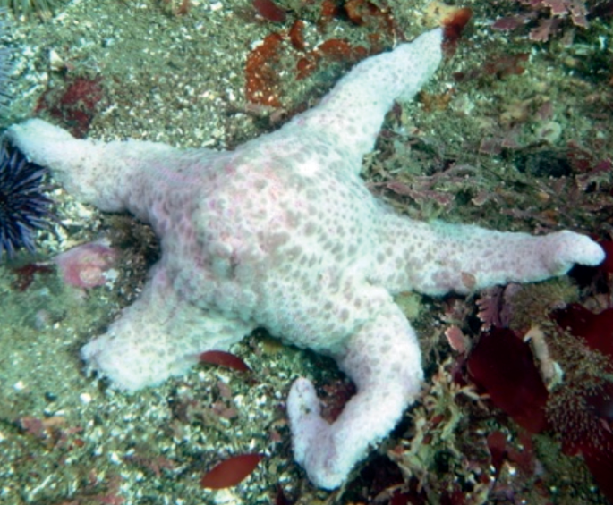 Sea star wasting disease mystery finally solved